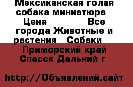 Мексиканская голая собака миниатюра › Цена ­ 53 000 - Все города Животные и растения » Собаки   . Приморский край,Спасск-Дальний г.